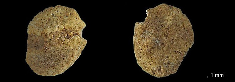 Les Otolithes (Oreille interne des poissons) #7793