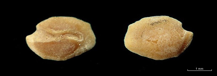 Les Otolithes (Oreille interne des poissons) #7768