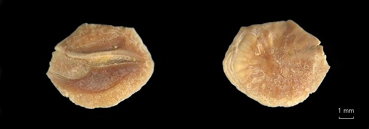 Les Otolithes (Oreille interne des poissons) #7771