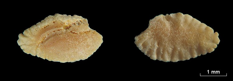 Les Otolithes (Oreille interne des poissons) #7767