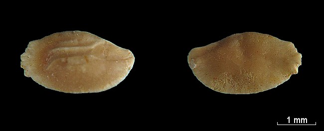 Les Otolithes (Oreille interne des poissons) #7792