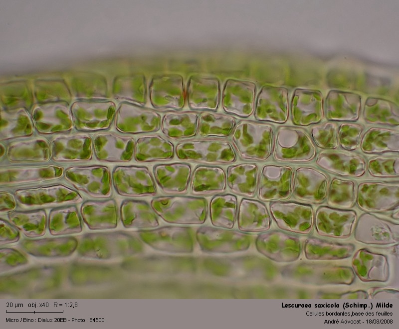 Lescuraea saxicola (Schimp.) Milde  (Leskeacées) #5147