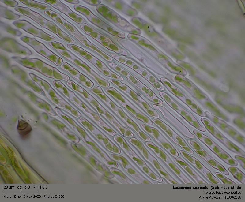 Lescuraea saxicola (Schimp.) Milde  (Leskeacées) #5148