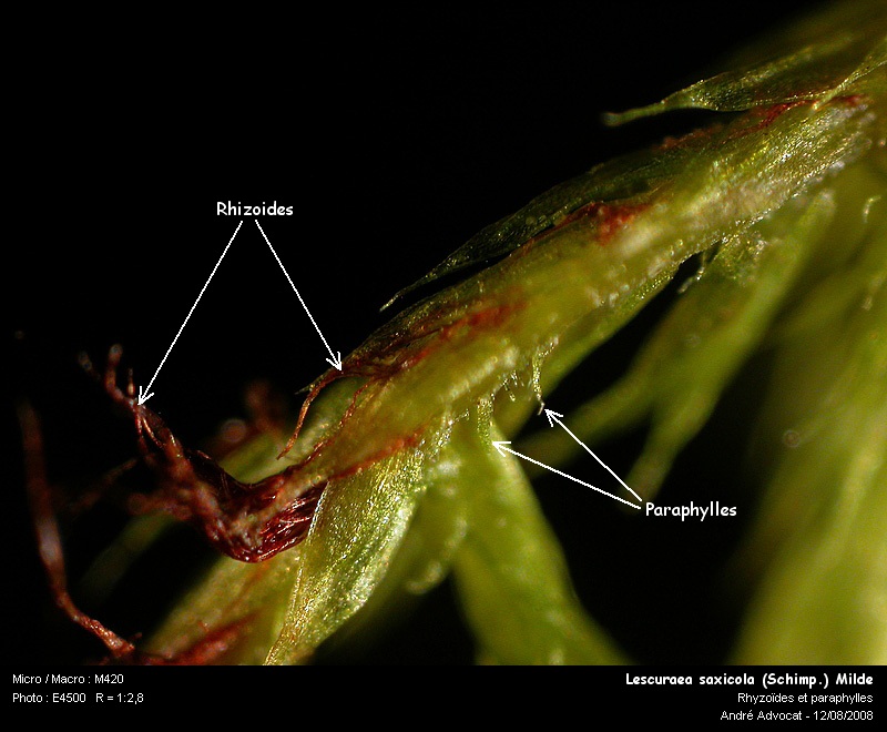 Lescuraea saxicola (Schimp.) Milde  (Leskeacées) #5143