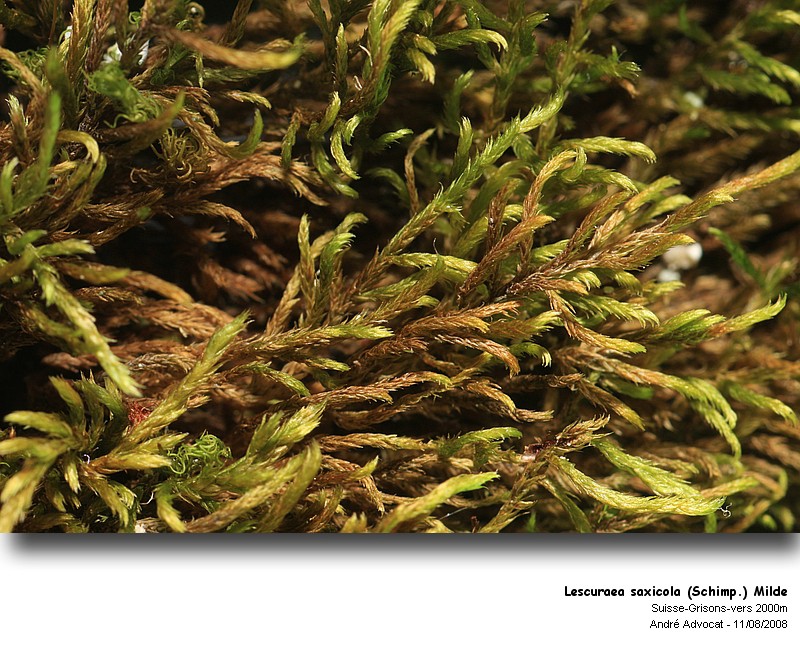 Lescuraea saxicola (Schimp.) Milde  (Leskeacées) #5140
