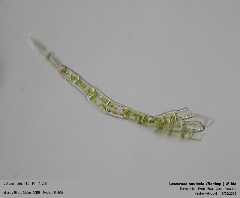 Lescuraea saxicola (Schimp.) Milde  (Leskeacées) #5145