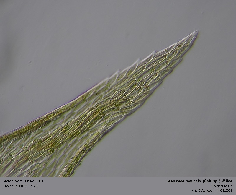 Lescuraea saxicola (Schimp.) Milde  (Leskeacées) #5149