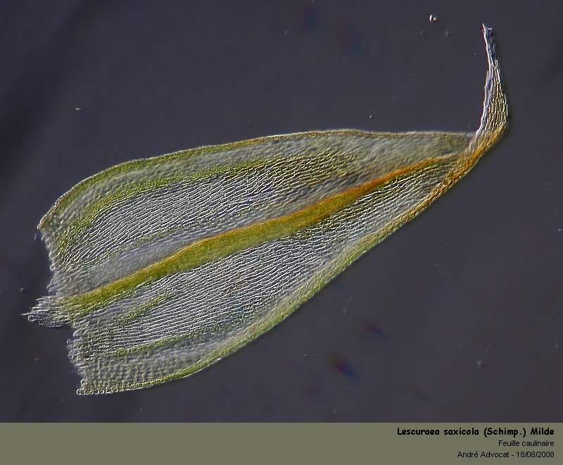 Lescuraea saxicola (Schimp.) Milde  (Leskeacées) #5141