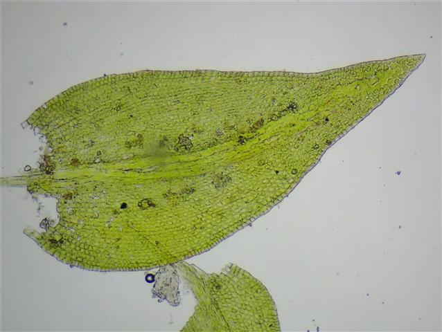 Leskea polycarpa Hedw. #62120