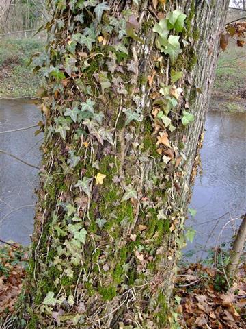 Leskea polycarpa Hedw. #62118