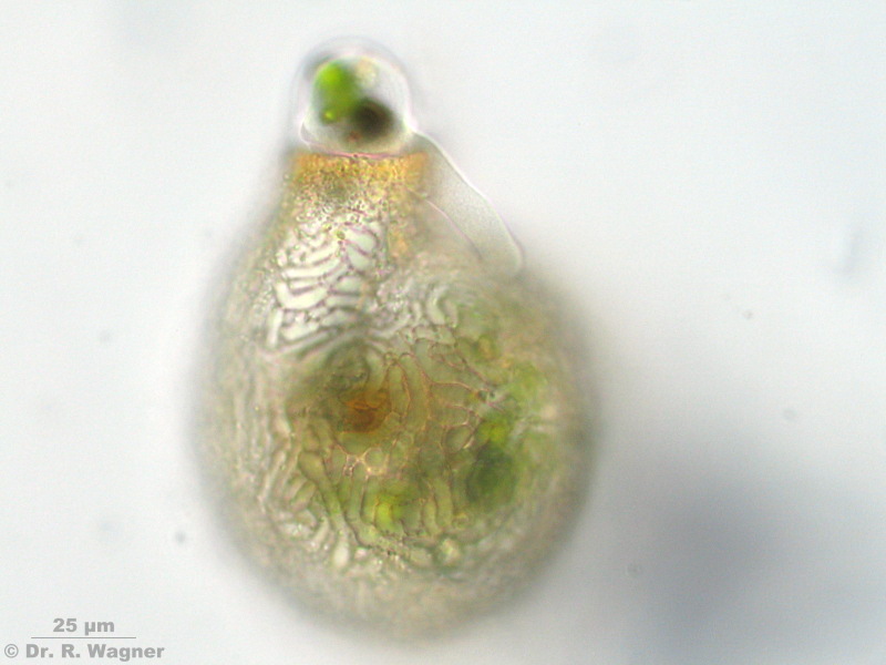 Lesquereusia spiralis #5266