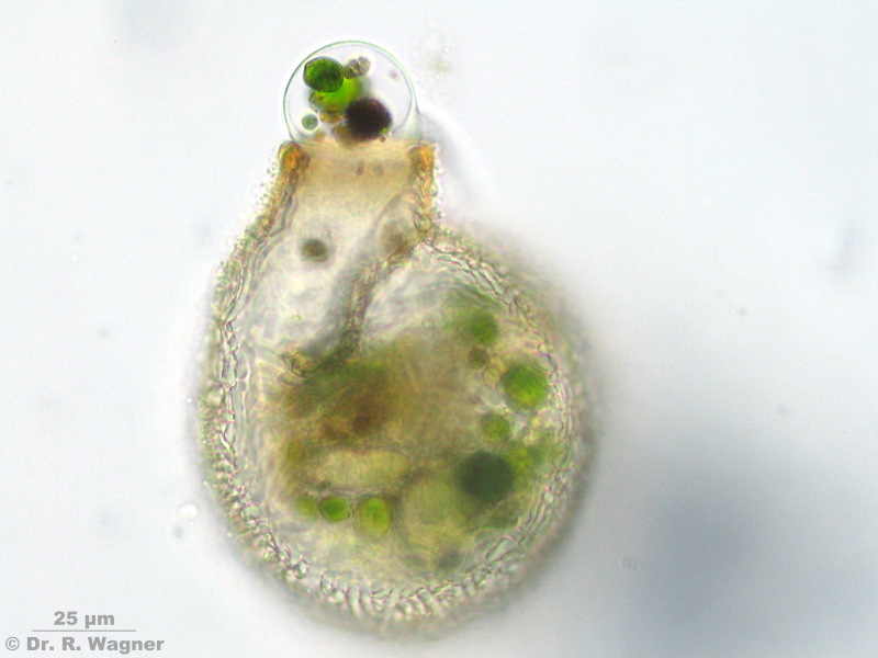 Lesquereusia spiralis #5265