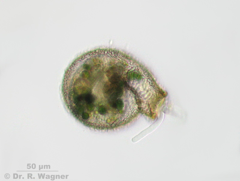 Lesquereusia spiralis #5264