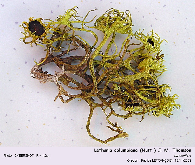 Letharia columbiana (Nutt.) J.W. Thomson #13345