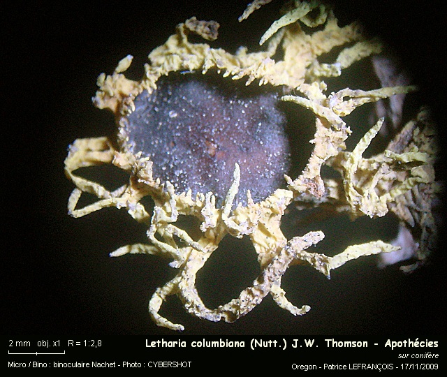 Letharia columbiana (Nutt.) J.W. Thomson #13346
