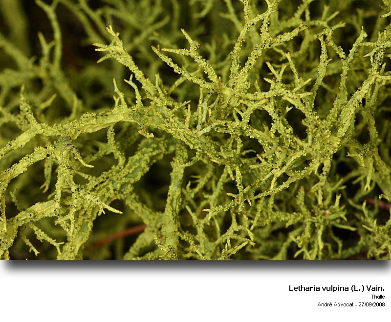 Letharia vulpina (L.) Hue #6848