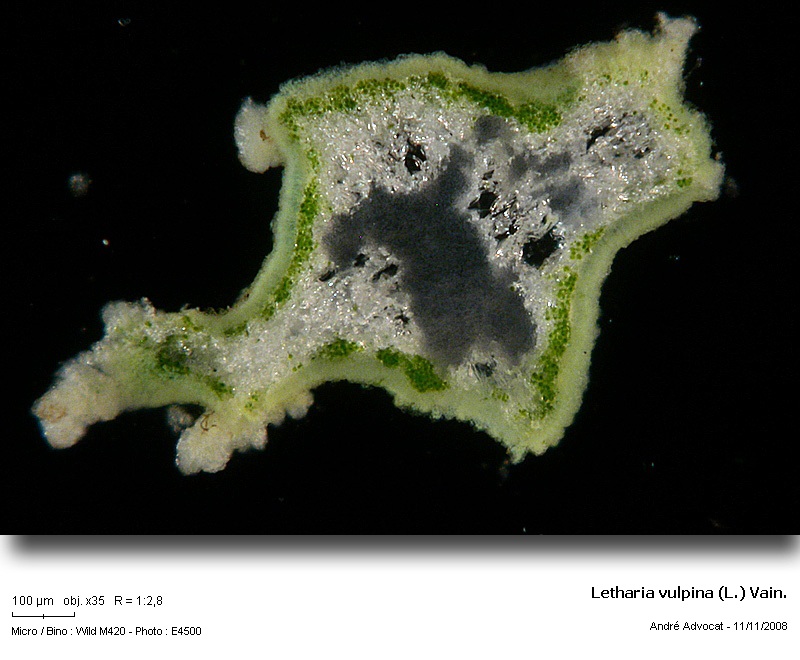 Letharia vulpina (L.) Hue #6850