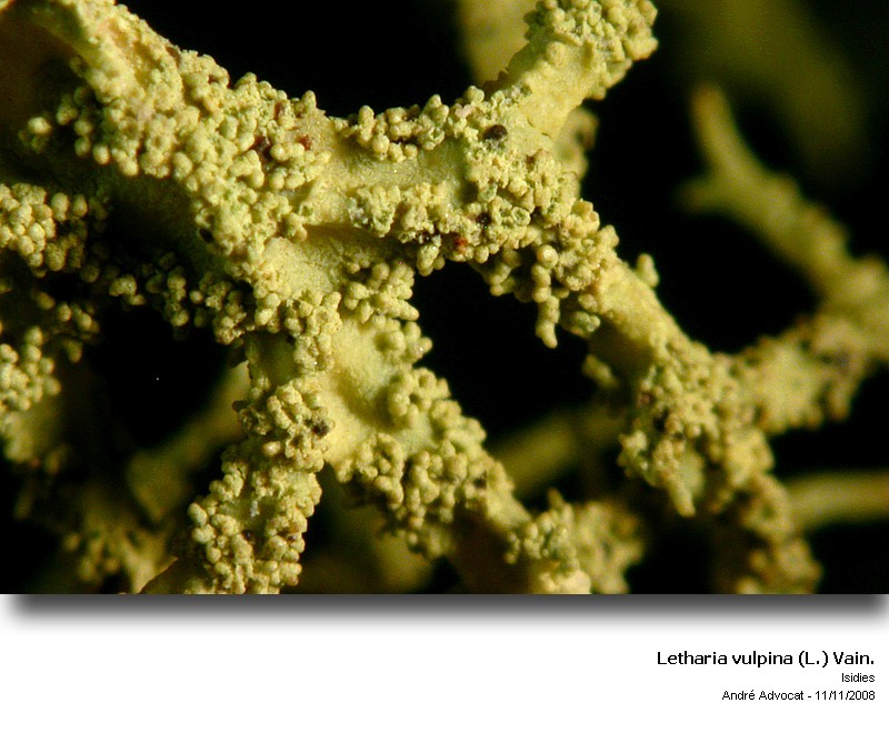 Letharia vulpina (L.) Hue #6849