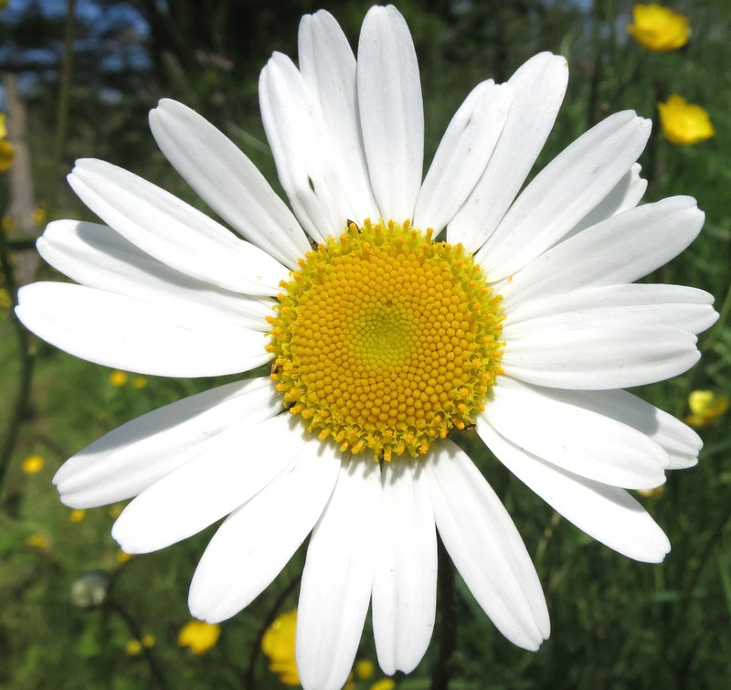 Leucanthemum vulgare-Grande Marguerite #31747