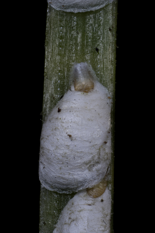 Leucaspis pini, Fam. des Diaspididés. sur Pin maritime #61580