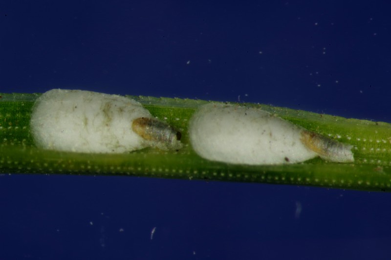 Leucaspis pini, Fam. des Diaspididés. sur Pin maritime #61458