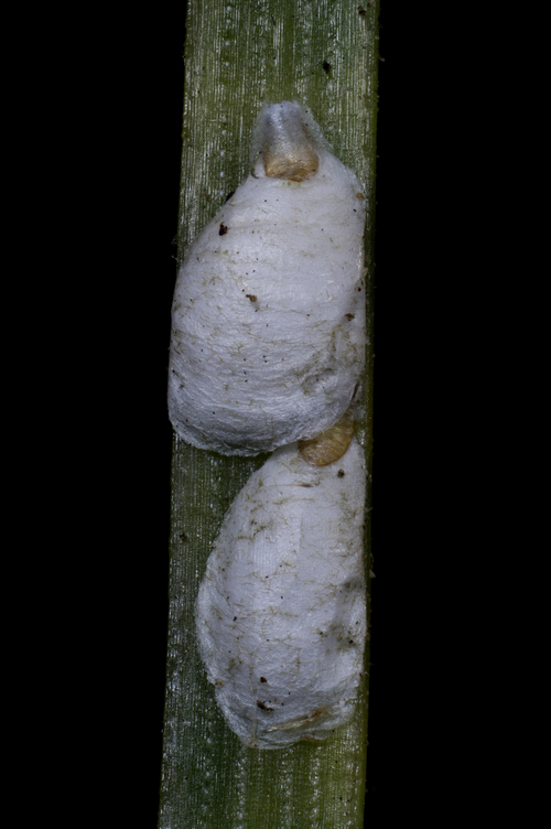 Leucaspis pini, Fam. des Diaspididés. sur Pin maritime #61578