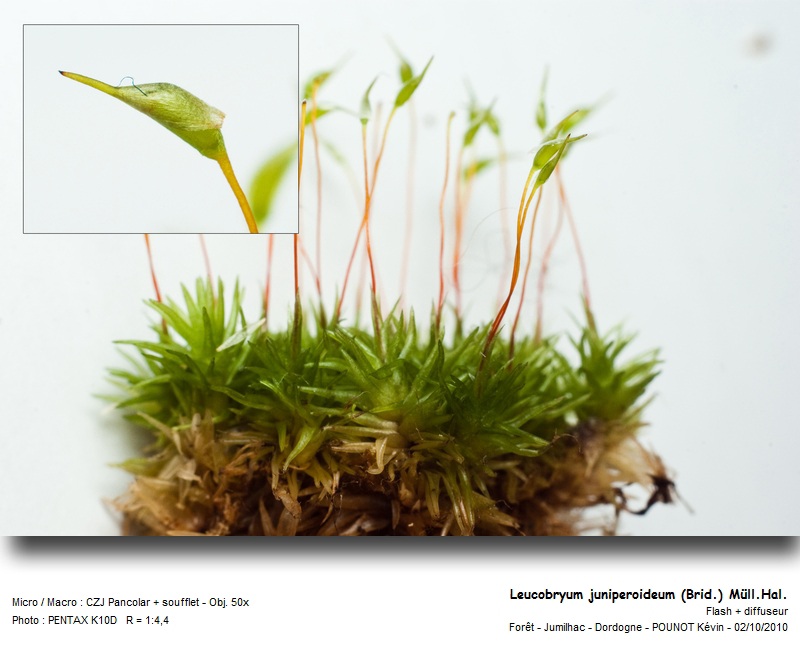 Leucobryum juniperoideum (Brid.) Müll.Hal. #32502