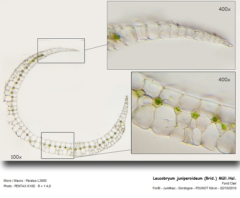 Leucobryum juniperoideum (Brid.) Müll.Hal. #32505