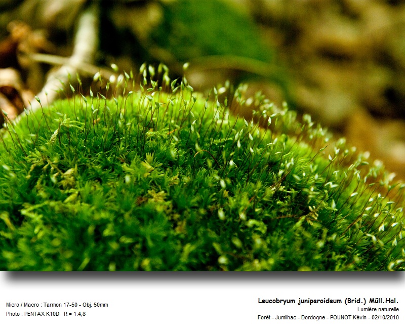 Leucobryum juniperoideum (Brid.) Müll.Hal. #32501