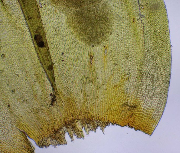Leucodon sciuroides #31849