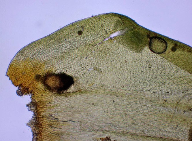 Leucodon sciuroides #31847