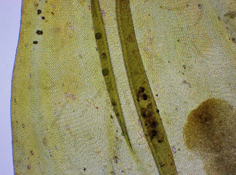 Leucodon sciuroides #31848