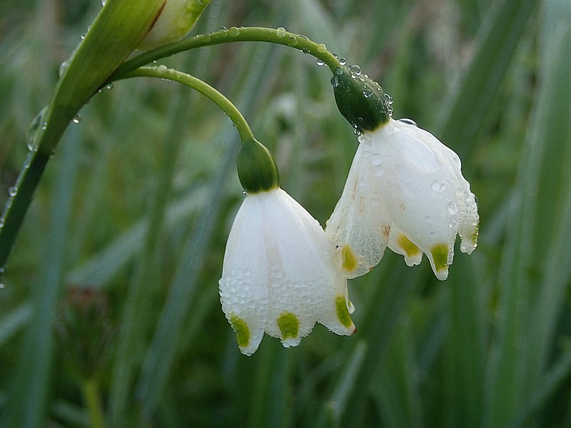Leucoium pulchellum Salisb. nivéole charmante #58063