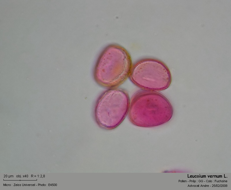 Leucoium vernum L. (La nivéole) #2577