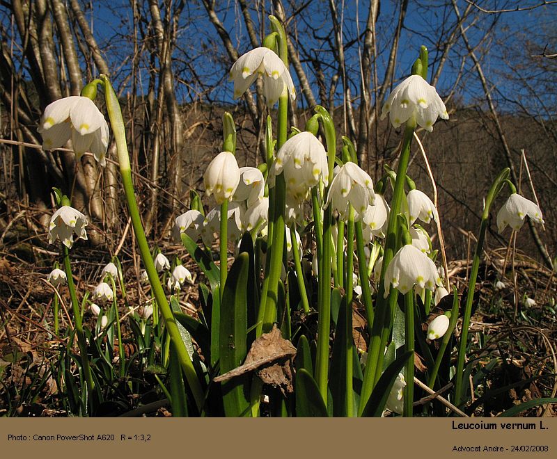 Leucoium vernum L. (La nivéole) #2575