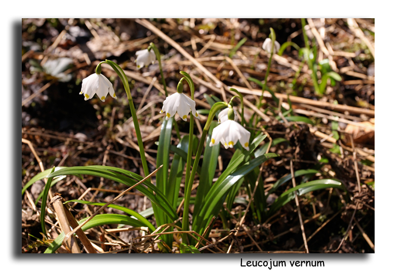 Leucojum vernum L. #15672