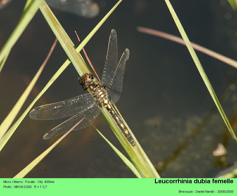 Leucorrhinia dubia ;  la leucorrhinie douteuse #4639
