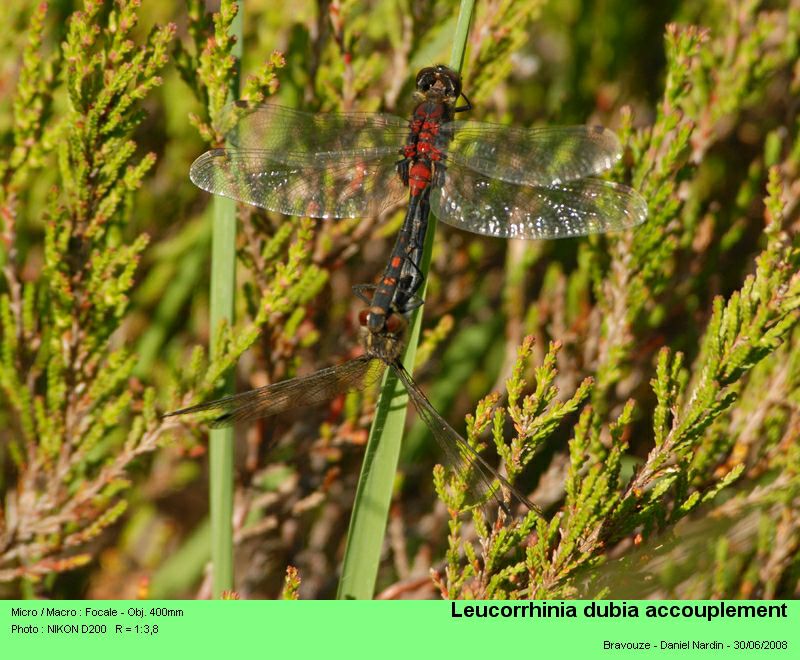 Leucorrhinia dubia ;  la leucorrhinie douteuse #4640