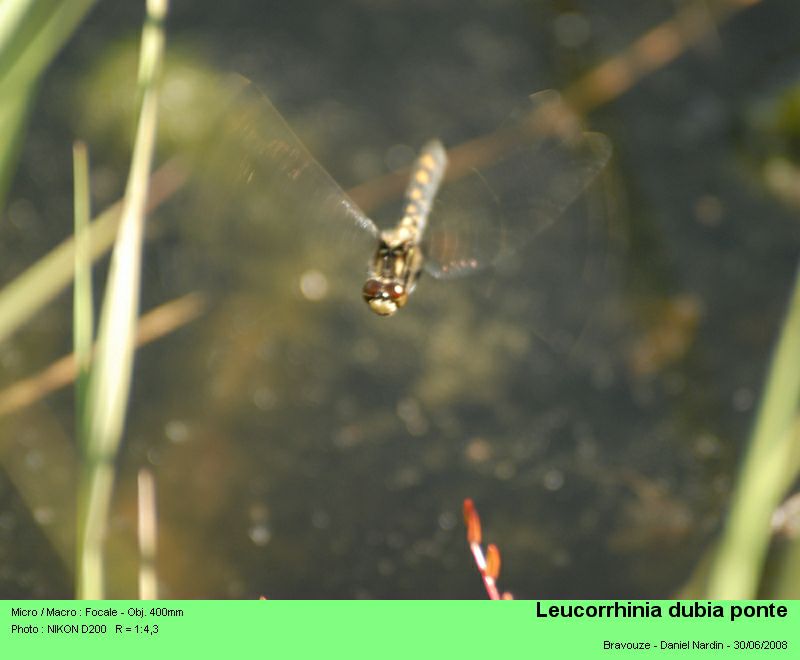 Leucorrhinia dubia ;  la leucorrhinie douteuse #4642