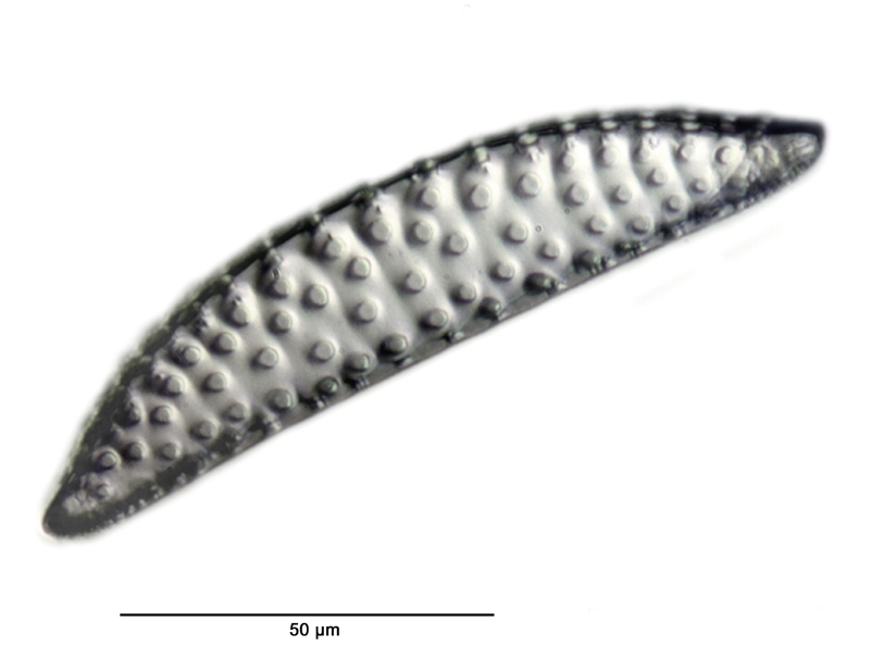 Leudugeria janischii #27933