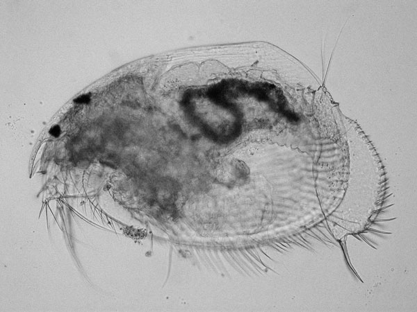 Leydigia leydigi et Leydigia acanthocercoides #13138