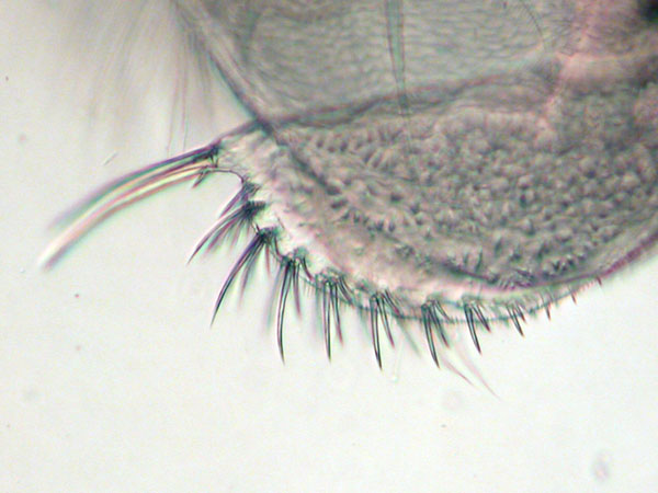 Leydigia leydigi et Leydigia acanthocercoides #13139