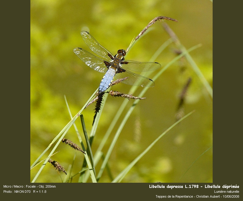 Libellula depressa, L.1758 - Mâle #11127