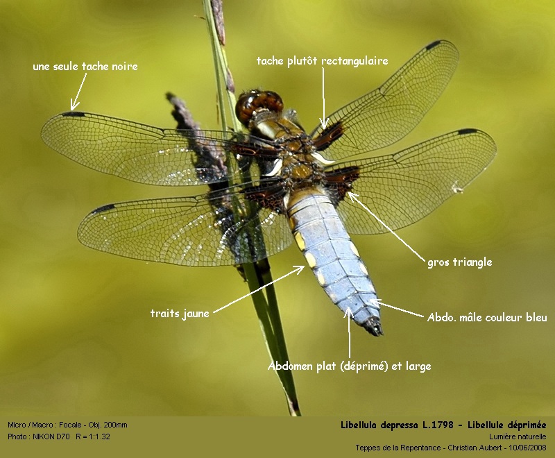 Libellula depressa, L.1758 - Mâle #11129