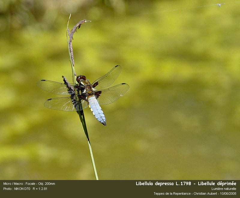 Libellula depressa, L.1758 - Mâle #11126
