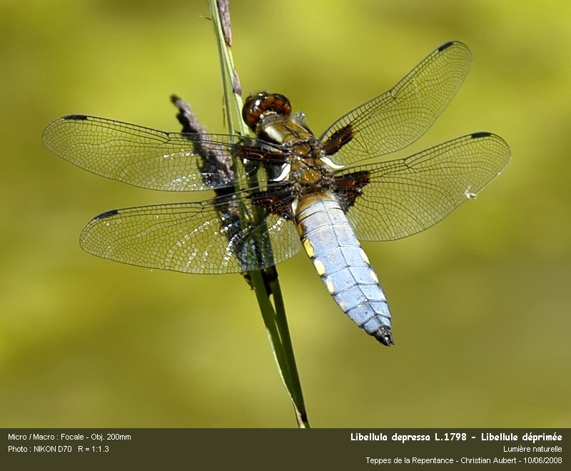 Libellula depressa, L.1758 - Mâle #11128