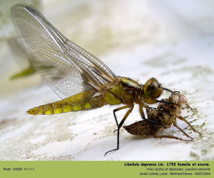 Libellula depressa L. 1758, à la sortie de l exuvie. #113