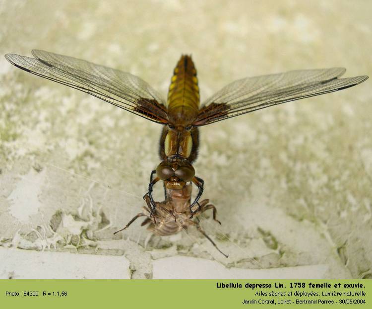 Libellula depressa L. 1758, à la sortie de l exuvie. #114