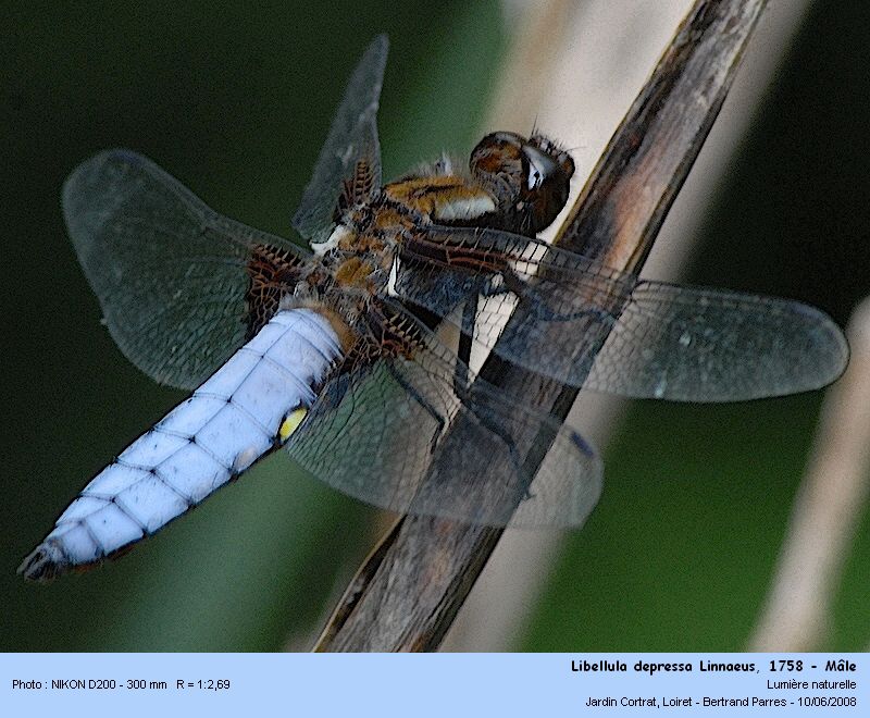 Libellula depressa Linnaeus, 1758 - Mâle #4318