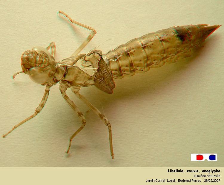 Libellula depressa L. 1758, à la sortie de l exuvie. #117